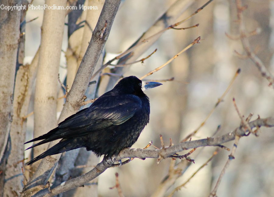 Bird, Blackbird, Crow, Blossom, Flora, Flower, Plant