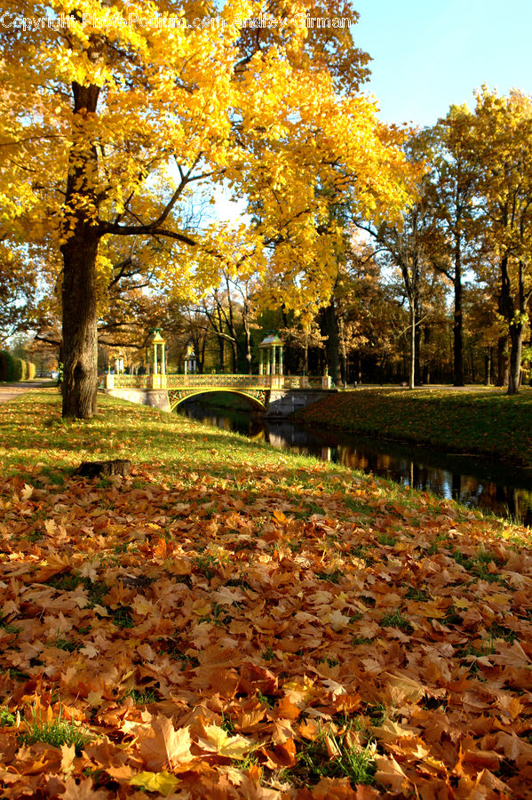 Ground, Soil, Park, Fir, Forest, Grove, Vegetation