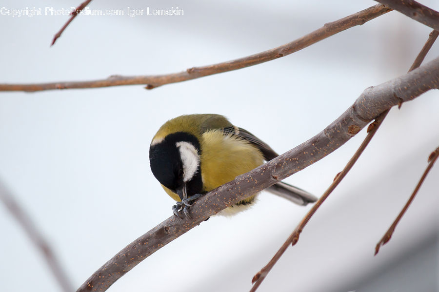 Bee Eater, Bird, Beak, Finch, Birch, Tree, Wood