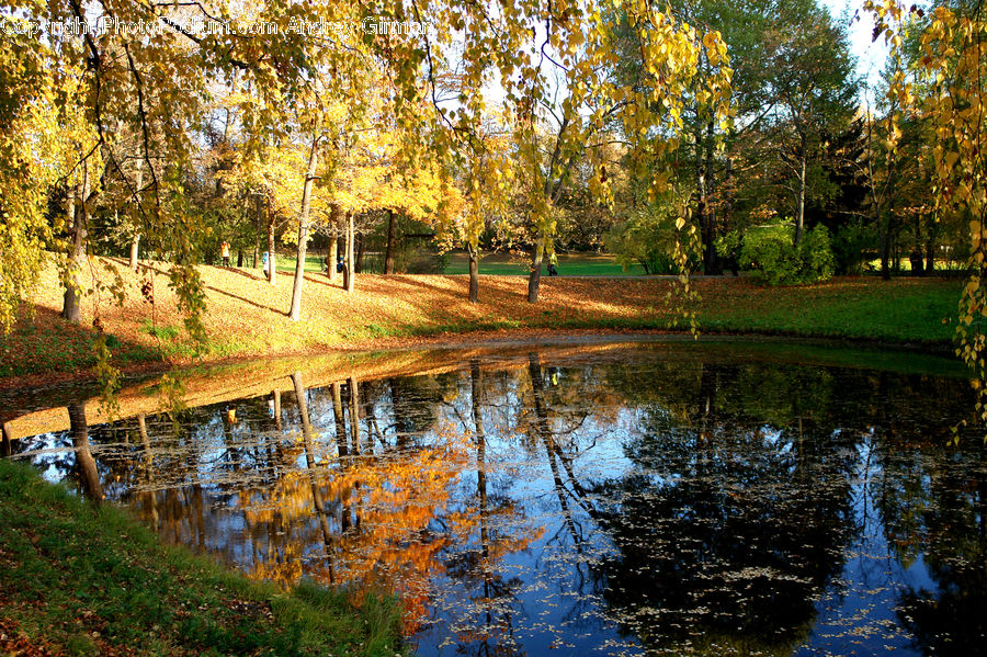 Outdoors, Pond, Water, Birch, Tree, Wood, Blossom