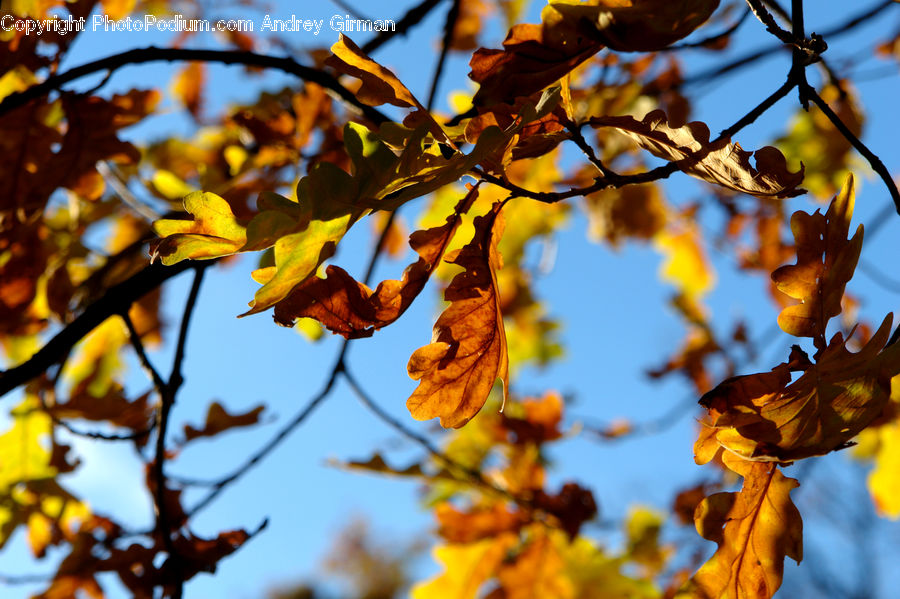 Maple, Maple Leaf, Plant, Blossom, Flora, Flower, Tree
