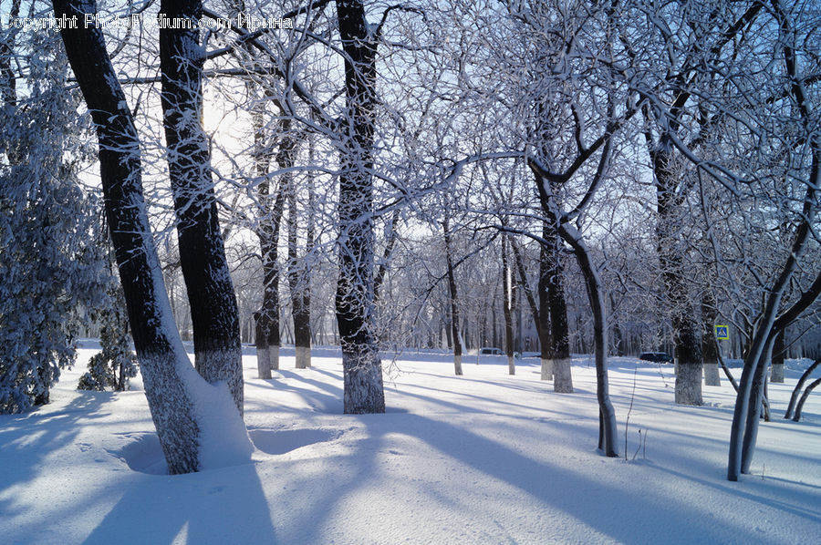 Ice, Outdoors, Snow, Birch, Tree, Wood, Landscape