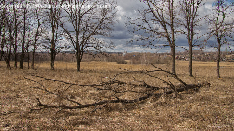 Soil, Grassland, Mound, Field, Grass, Land, Outdoors