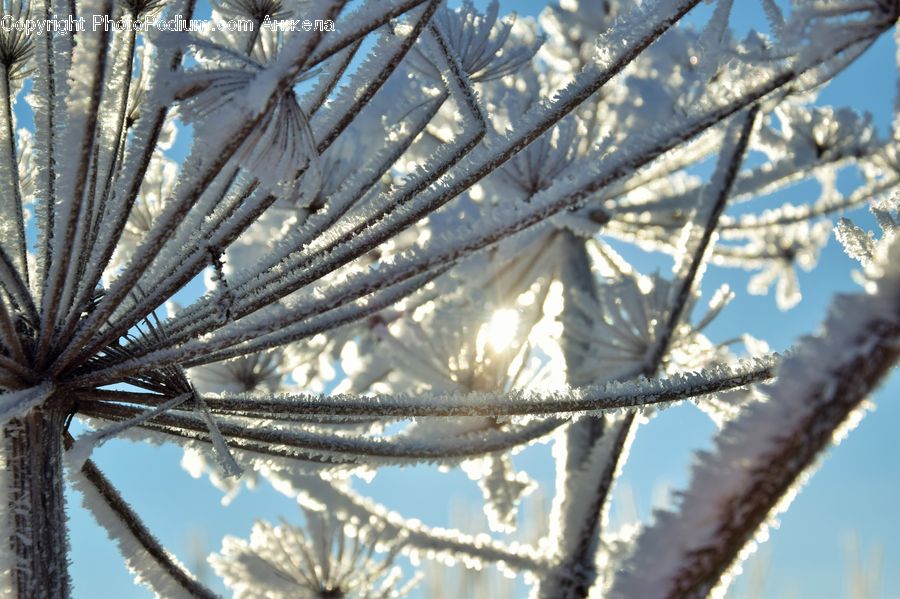 Frost, Ice, Outdoors, Snow, Conifer, Fir, Plant