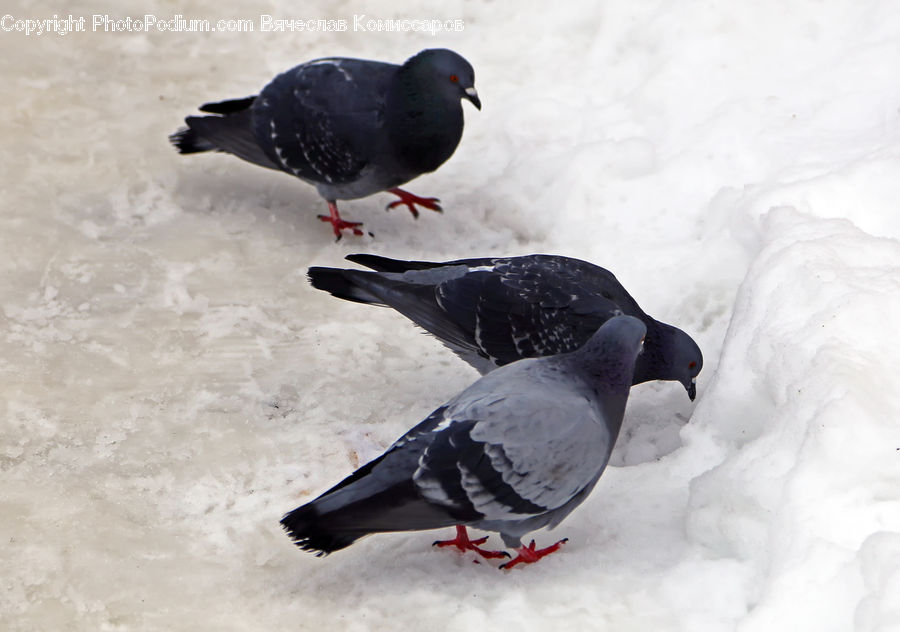 Bird, Pigeon, Dove