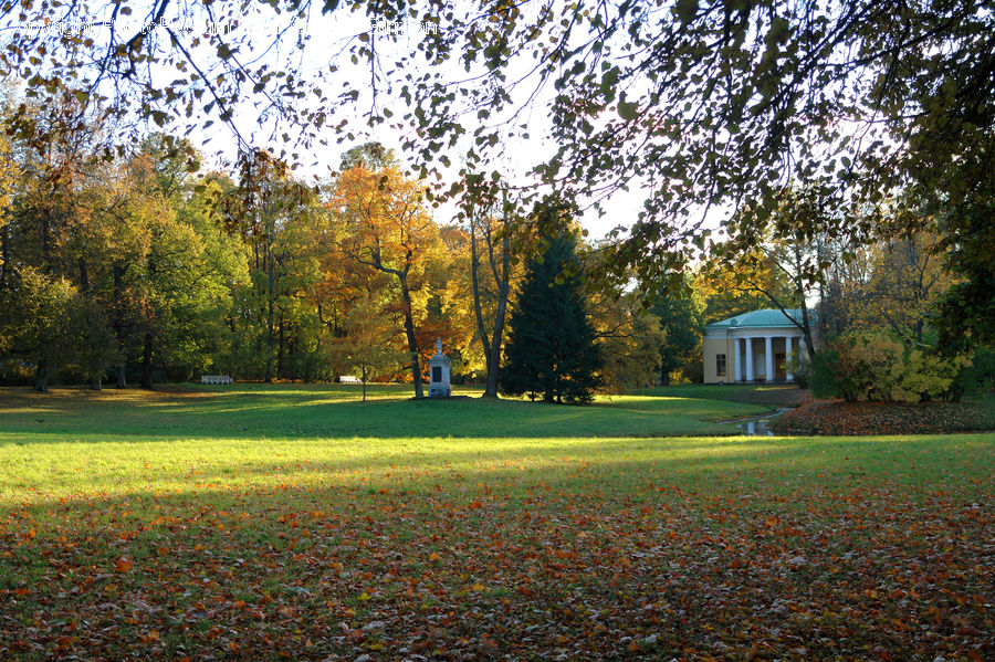 Park, Field, Grass, Lawn, Grassland, Plant, Campus
