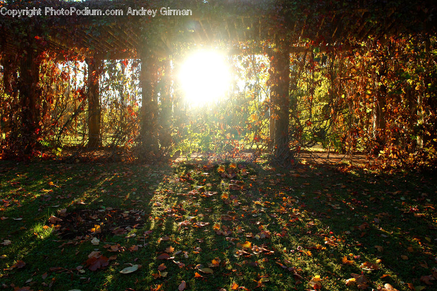Ground, Soil, Flare, Light, Sunlight, Bush, Plant