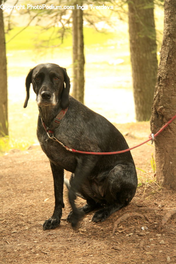 Animal, Canine, Dog, Labrador Retriever, Mammal, Pet, Pointer