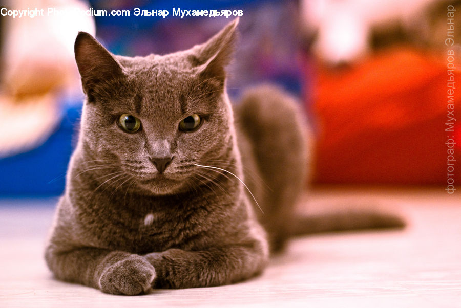 Abyssinian, Animal, Cat, Mammal, Pet, Kitten, Manx