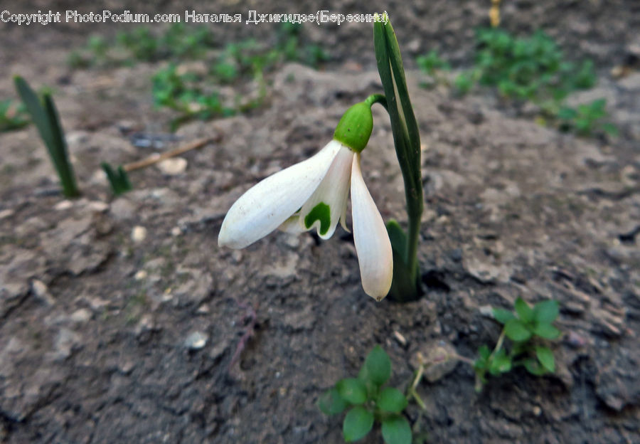 Amaryllidaceae, Blossom, Flower, Plant, Soil, Araceae, Flora