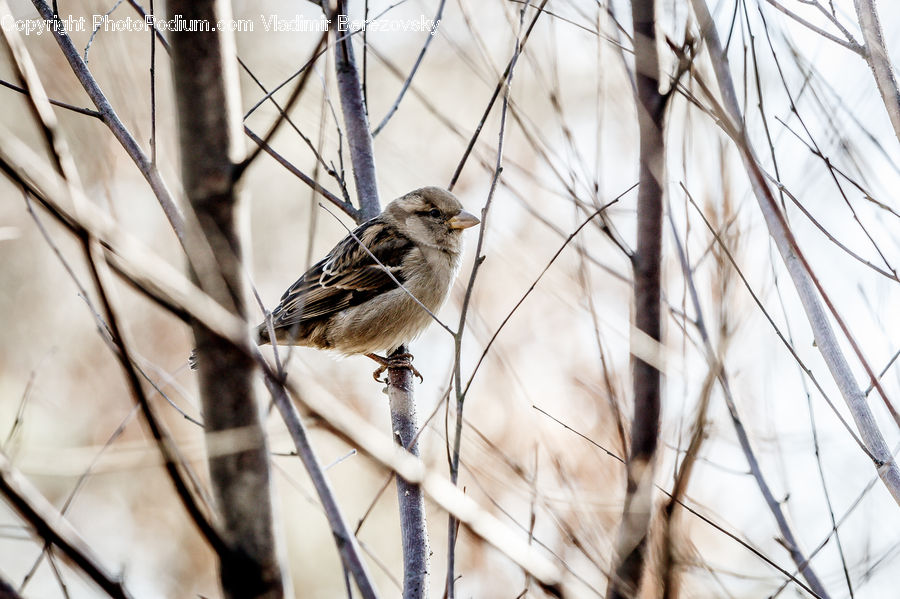Bird, Sparrow, Grass, Plant, Reed, Field, Grassland