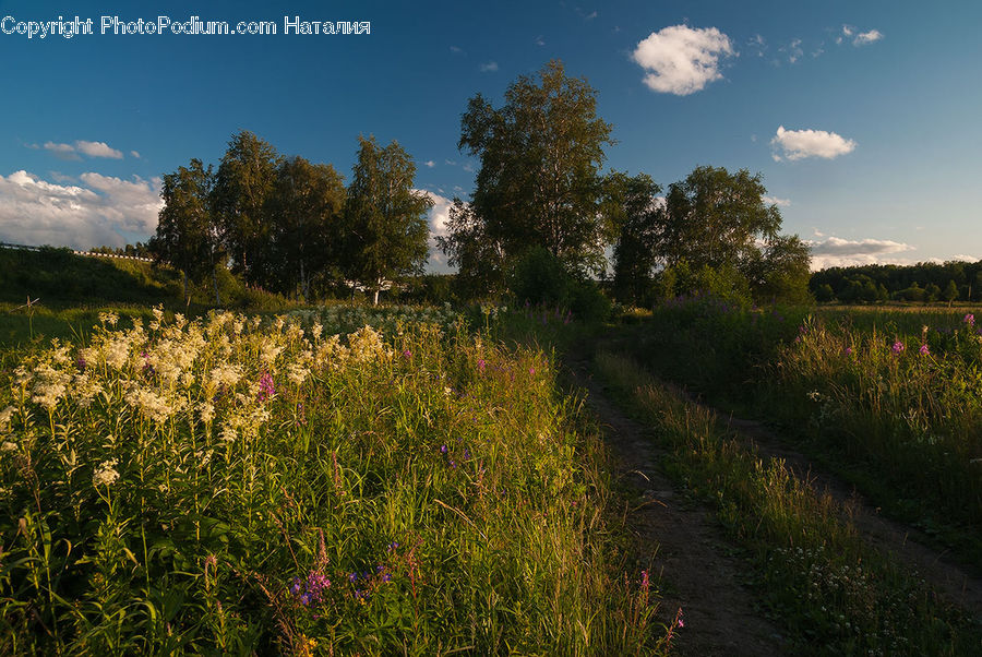 Field, Grass, Grassland, Land, Outdoors, Plant, Dirt Road