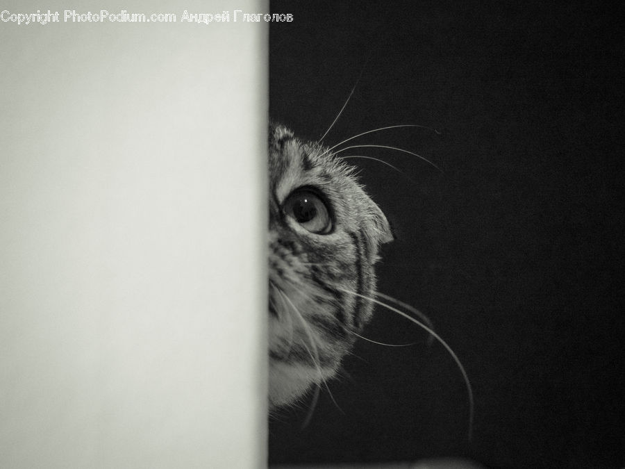 Adorable, Animal, Wire, Cat, Mammal, Pet, Abyssinian
