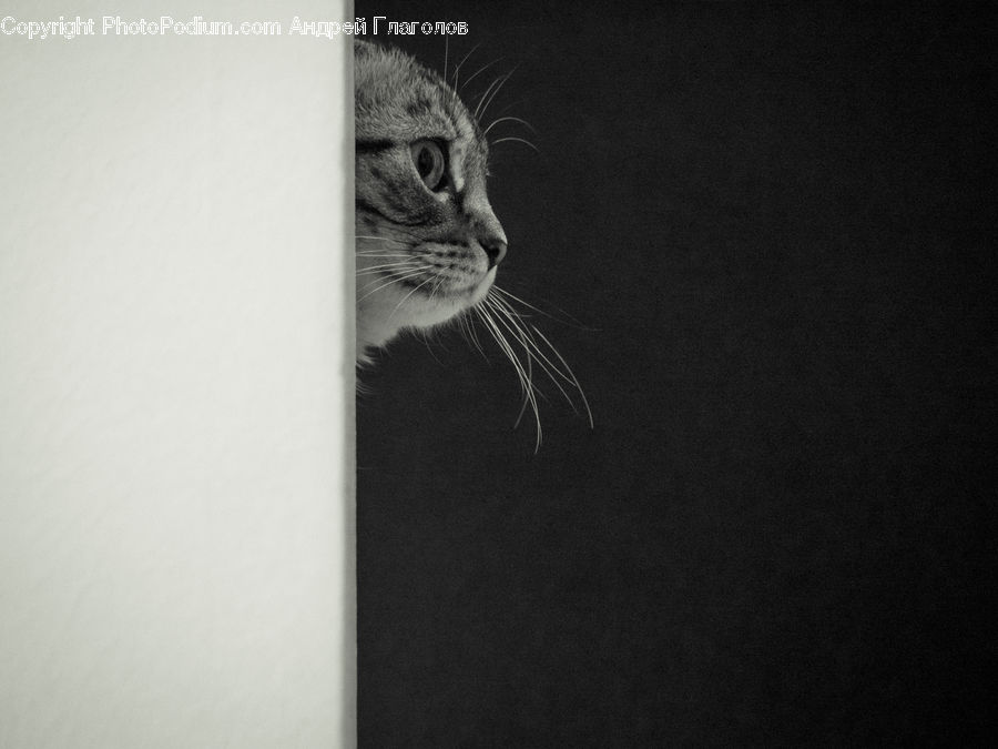 Animal, Cat, Mammal, Pet, Abyssinian, Adorable