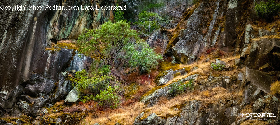 Creek, Outdoors, River, Water, Rock, Bush, Plant