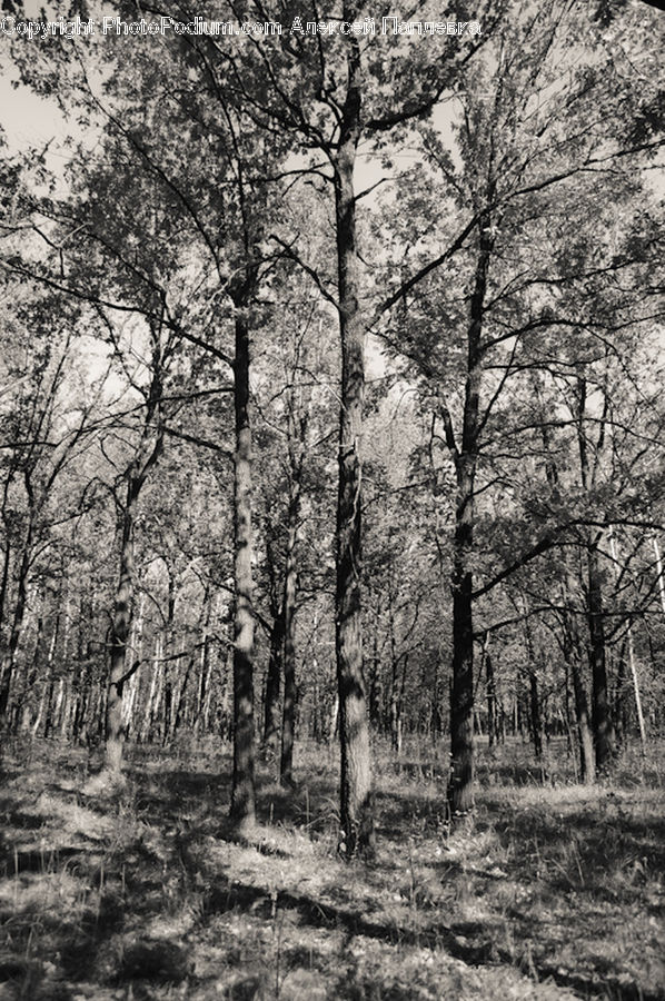 Forest, Grove, Land, Plant, Tree, Vegetation, Oak