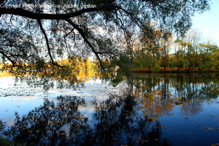 Outdoors, Pond, Water, River, Land, Marsh, Swamp