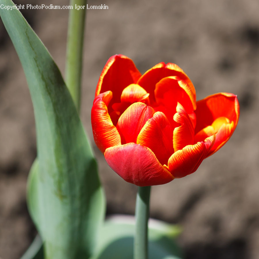 Blossom, Flora, Flower, Plant, Tulip, Crocus