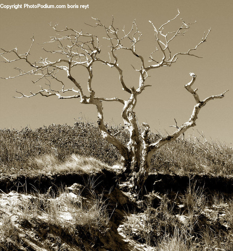 Plant, Tree, Field, Grass, Grassland, Blossom, Flora