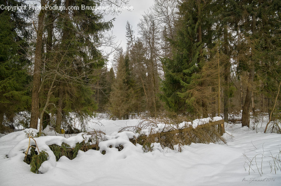 Ice, Outdoors, Snow, Conifer, Fir, Plant, Tree