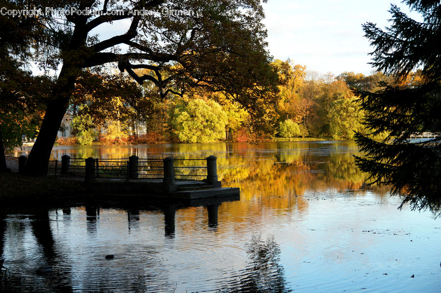 Conifer, Fir, Plant, Tree, Bench, Outdoors, River