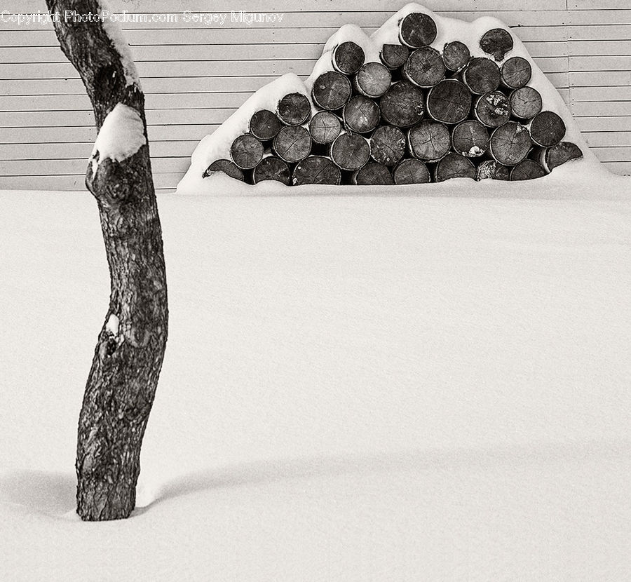 Coin, Money, Birch, Tree, Wood, Chocolate, Dessert