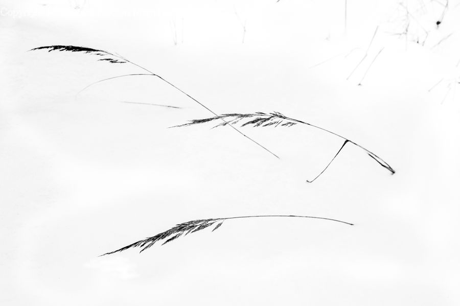 Paper, Art, Drawing, Field, Grass, Grassland, Plant