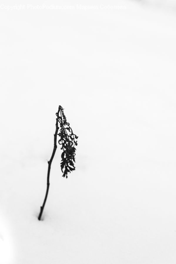 Silhouette, Accipiter, Bird, Plant, Tree, Conifer, Fir