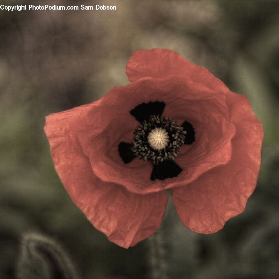 Blossom, Flora, Flower, Plant, Poppy, People, Person