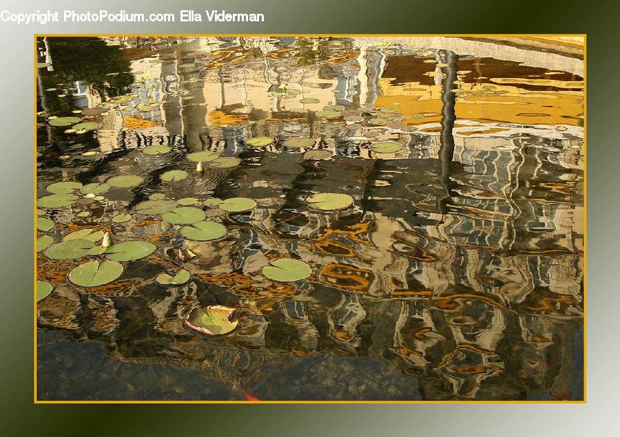 Flower, Lily, Plant, Pond Lily, Collage, Poster, Art