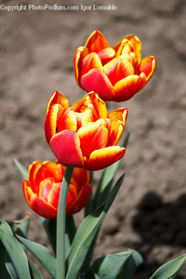 Blossom, Flora, Flower, Plant, Tulip, Crocus, Leaf