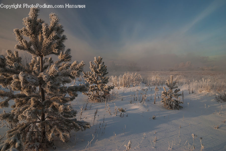 Frost, Ice, Outdoors, Snow, Conifer, Fir, Pine