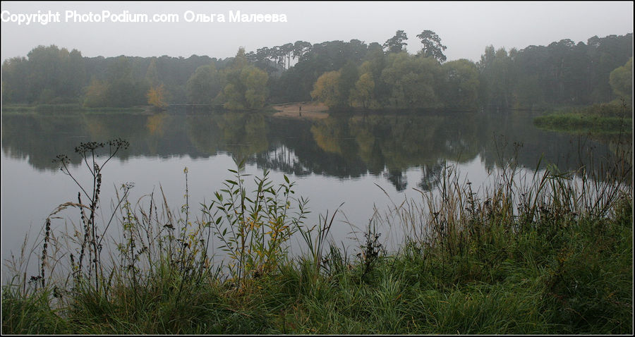 Outdoors, Pond, Water, Field, Grass, Grassland, Plant