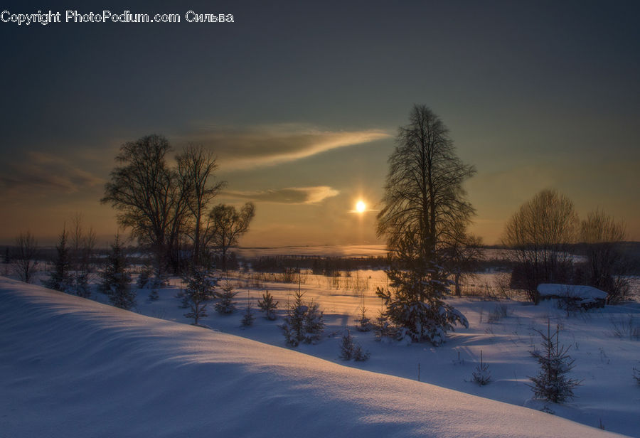 Ice, Outdoors, Snow, Arctic, Winter, Conifer, Fir