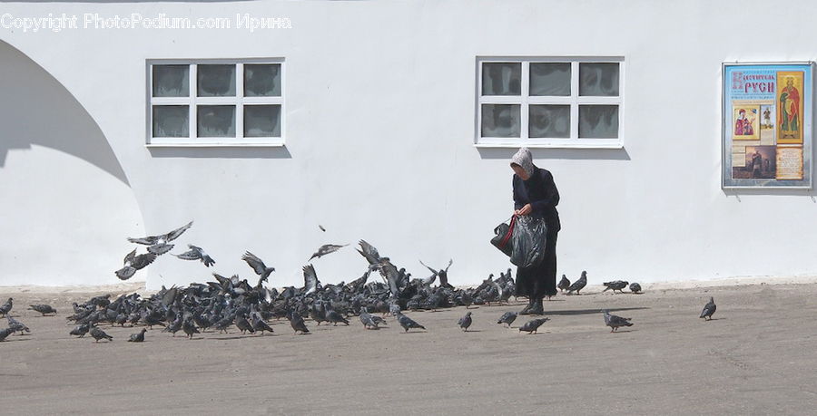 People, Person, Human, Bird, Pigeon, Buzzard, Harrier