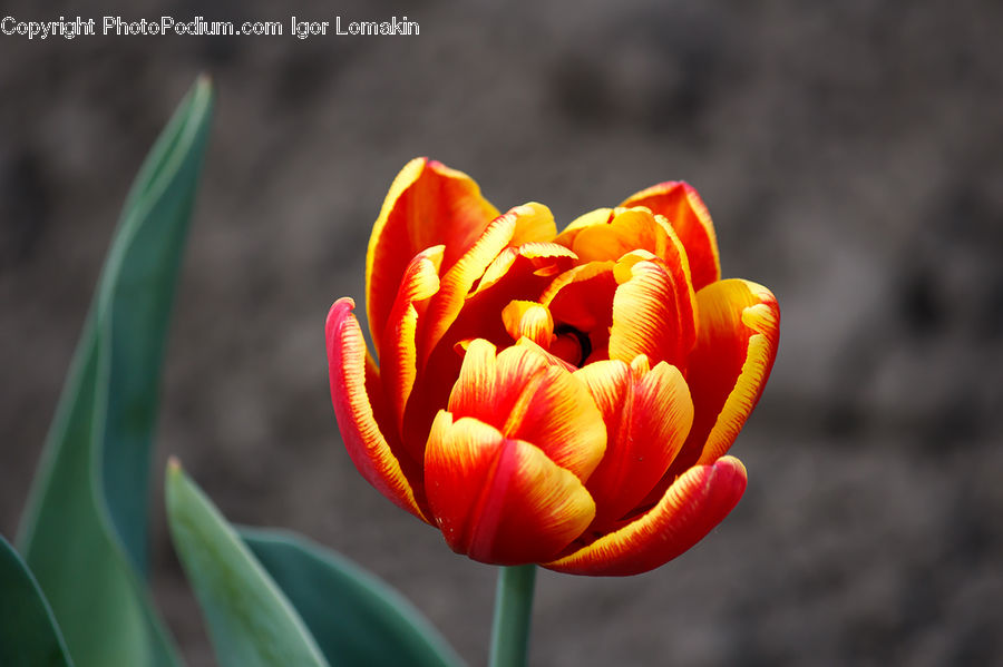 Blossom, Flora, Flower, Plant, Tulip, Crocus