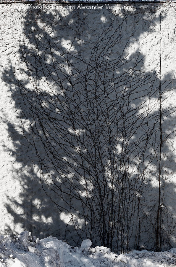 Ice, Outdoors, Snow, Plant, Tree, Birch, Wood