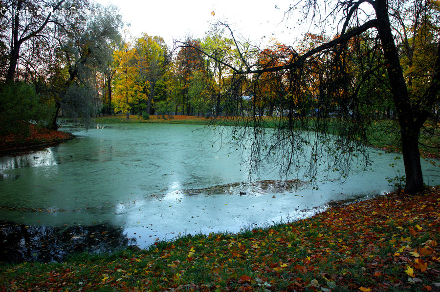 Outdoors, Pond, Water, River, Forest, Jungle, Rainforest