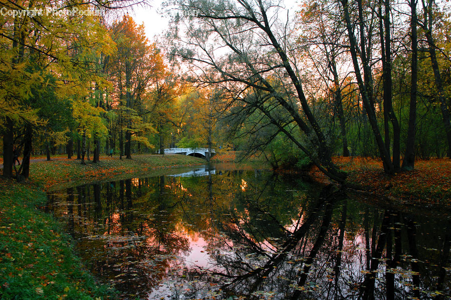 Landscape, Nature, Scenery, Forest, Vegetation, Outdoors, River