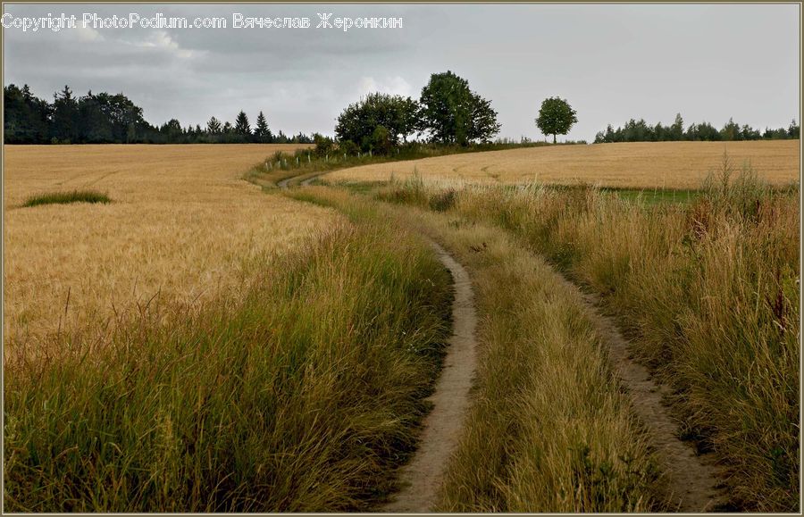 Field, Grass, Grassland, Land, Outdoors, Grain, Wheat