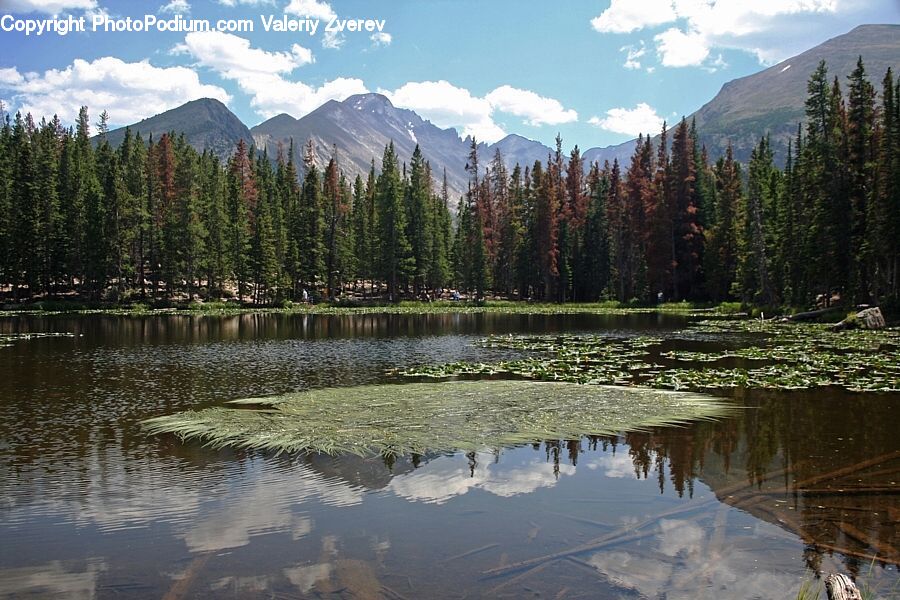 Lake, Outdoors, Water, Conifer, Fir, Plant, Tree