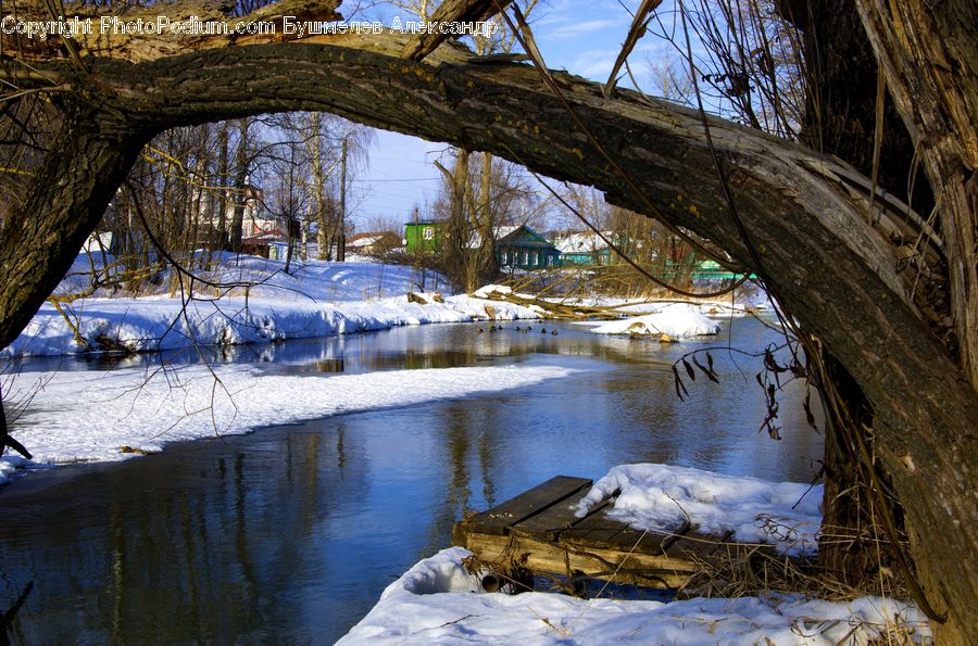 Ice, Outdoors, Snow, Arctic, Winter, Forest, Vegetation