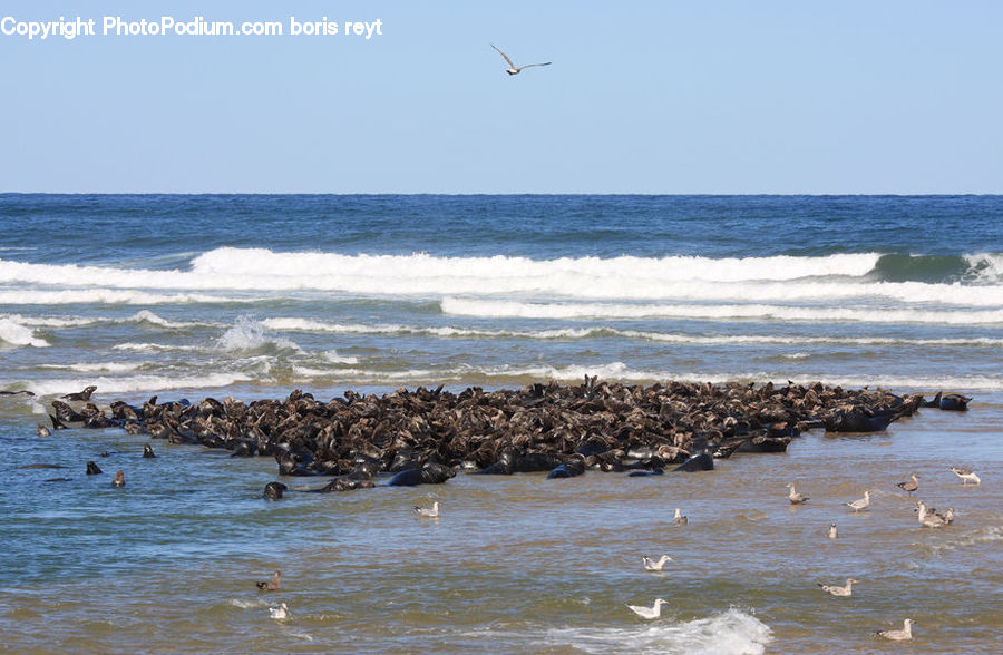 Beach, Coast, Outdoors, Sea, Water, Ocean, Arctic