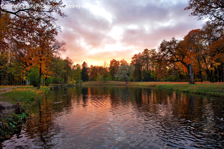 Outdoors, River, Water, Plant, Tree, Forest, Grove