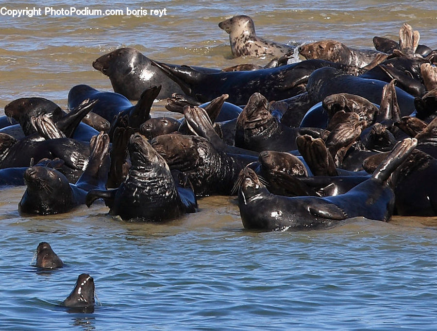 Animal, Mammal, Sea Life, Sea Lion, Seal, Dolphin, Fish