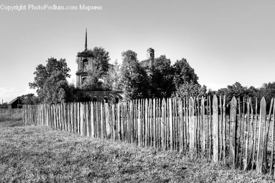 Field, Forest, Vegetation, Plant, Tree