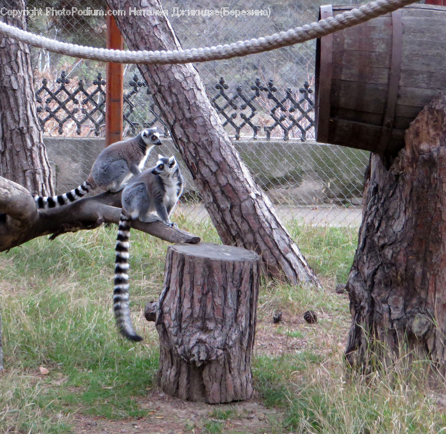 Animal, Lemur, Mammal, Monkey, Wildlife, Rubble, Zoo
