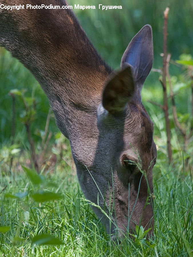 Animal, Deer, Mammal, Wildlife, Boar, Hog, Pig