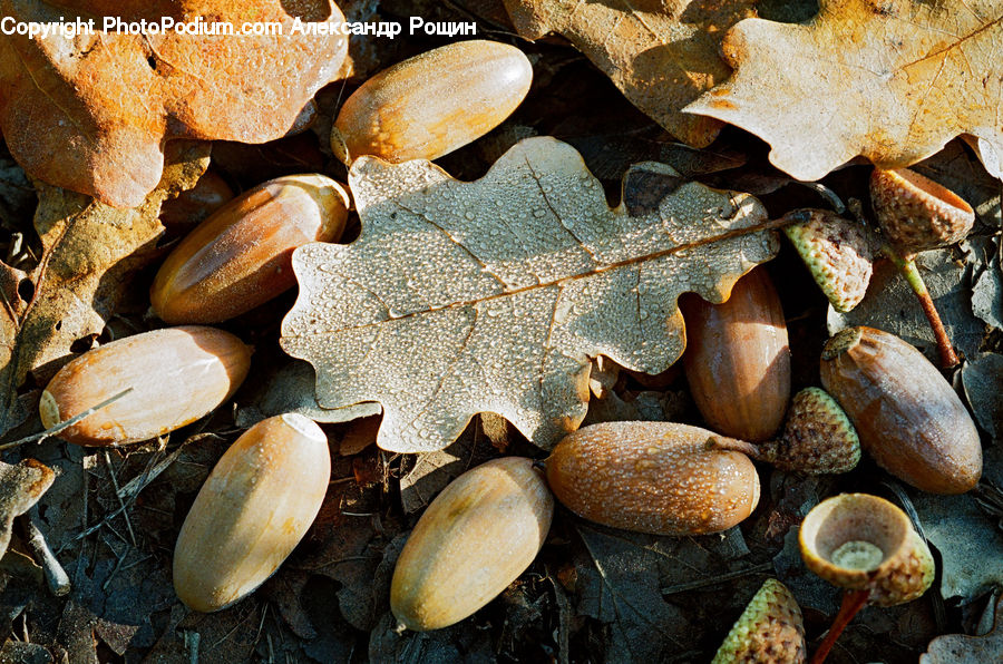 Acorn, Plant, Seed, Clam, Seashell, Agaric, Amanita