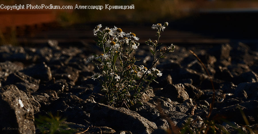 Rubble, Field, Grass, Grassland, Plant, Bush, Vegetation